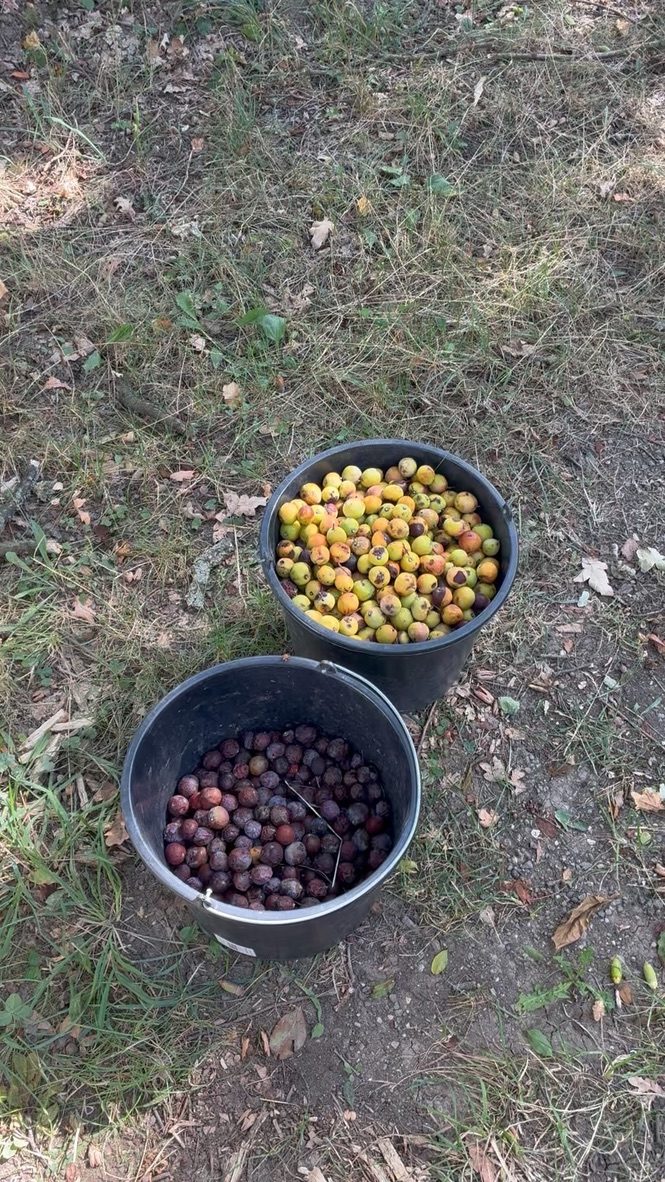 Dva kbelíky se sesbíranými oskorušemi, v jednom žluté tvrdé plody, ve druhém tmavé hniličky