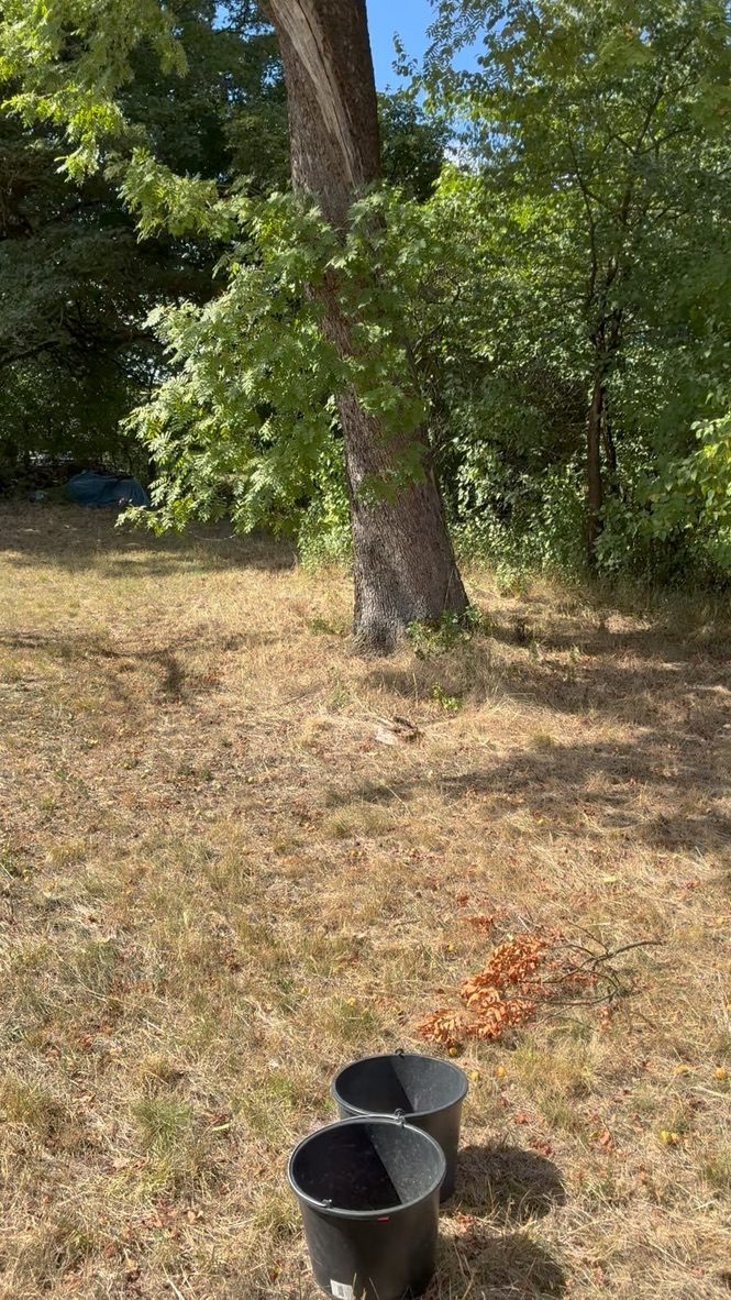 Mohutný kmen staré oskeruše na posečené louce, v popředí dva kbelíky na sběr